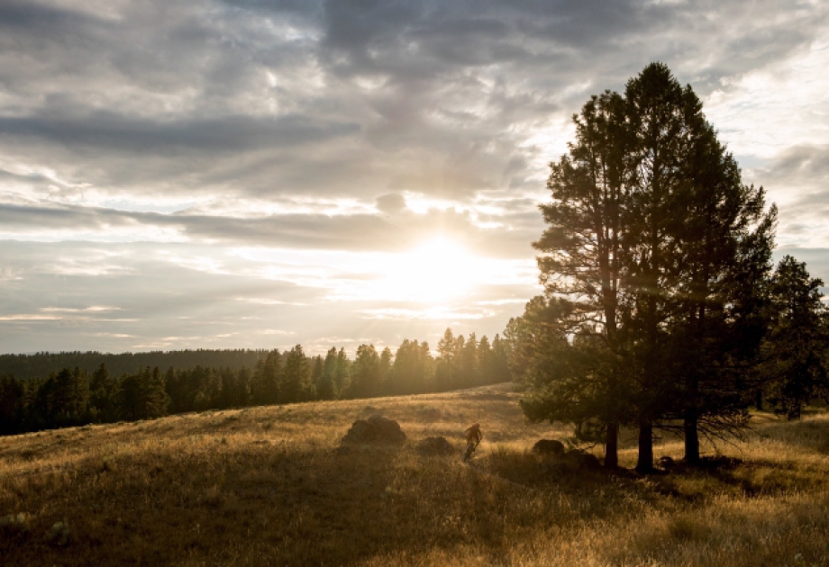 Cranbrook Kootenay Rockies - Cycling on Eager Hills mountain bike trail. Credit Destination BC Kari Medig